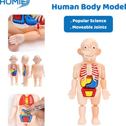 Human Organ Learning Toy