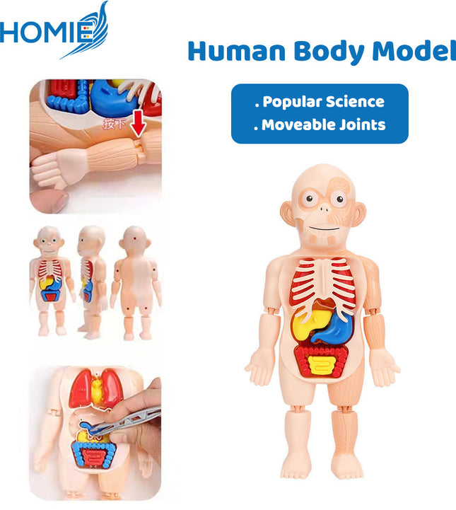 Human Organ Learning Toy
