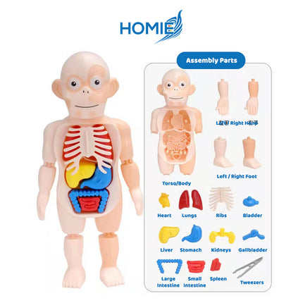 Human Organ Learning Toy