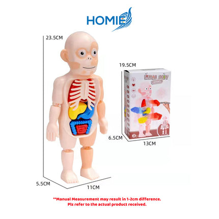 Human Organ Learning Toy