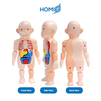 Human Organ Learning Toy