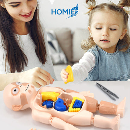 Human Organ Learning Toy