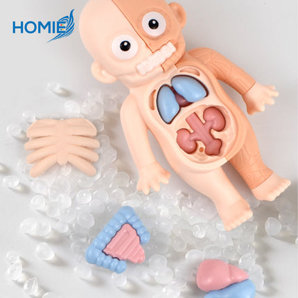 Human Organ Learning Toy
