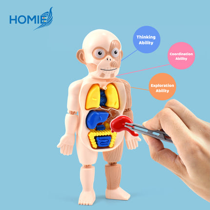 Human Organ Learning Toy