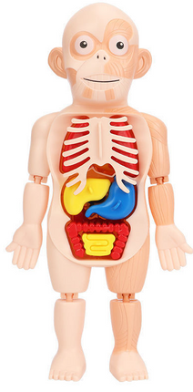 Human organ scientific enlightenment cognitive toy_ Anatomy Toy