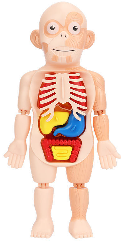 Human organ scientific enlightenment cognitive toy_ Anatomy Toy