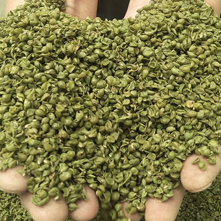 Natural Organic Bean Sprout Husk (300g)